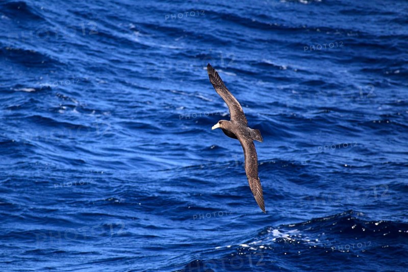 Giant Petrel (Macronectes giganteus)