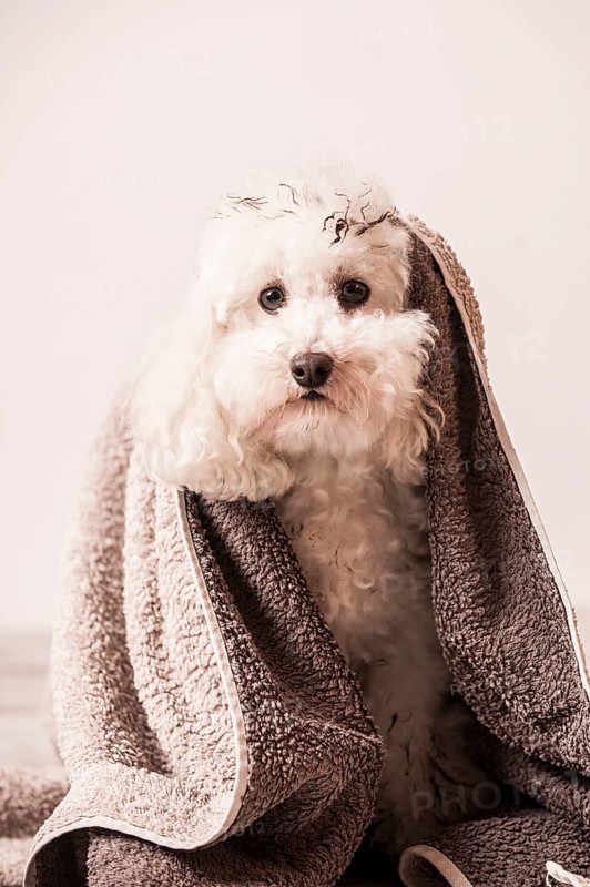 Dirty toy poodle wrapped in a towel