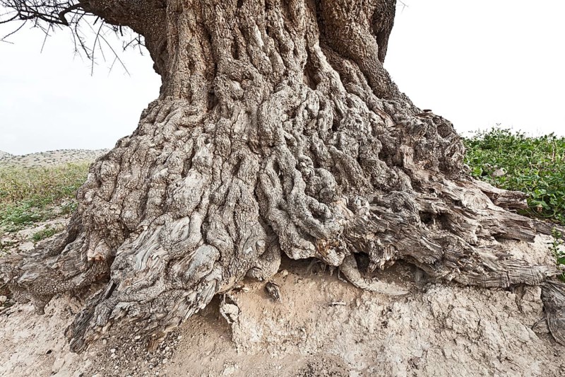 Argan (Argania spinosa)