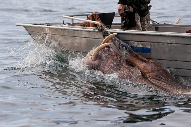 Walrus hunters