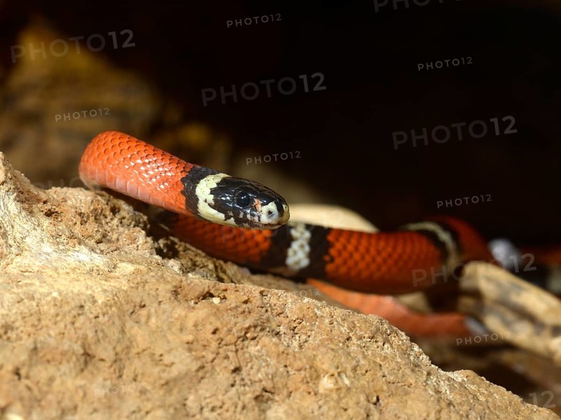 Scarlet kingsnake (Lampropeltis triangulum elapsoides)