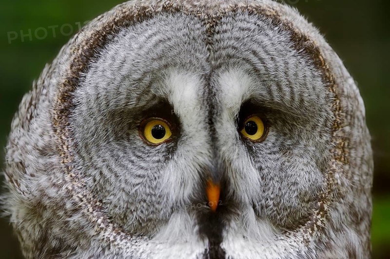 Eurasian Great Gray Owl (Strix nebulosa lapponica)