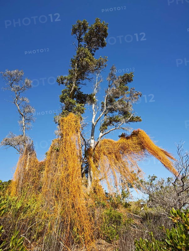 Tree in the Volcano National Park