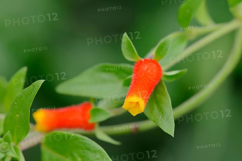 Candy Corn Vine (Manettia luteorubra