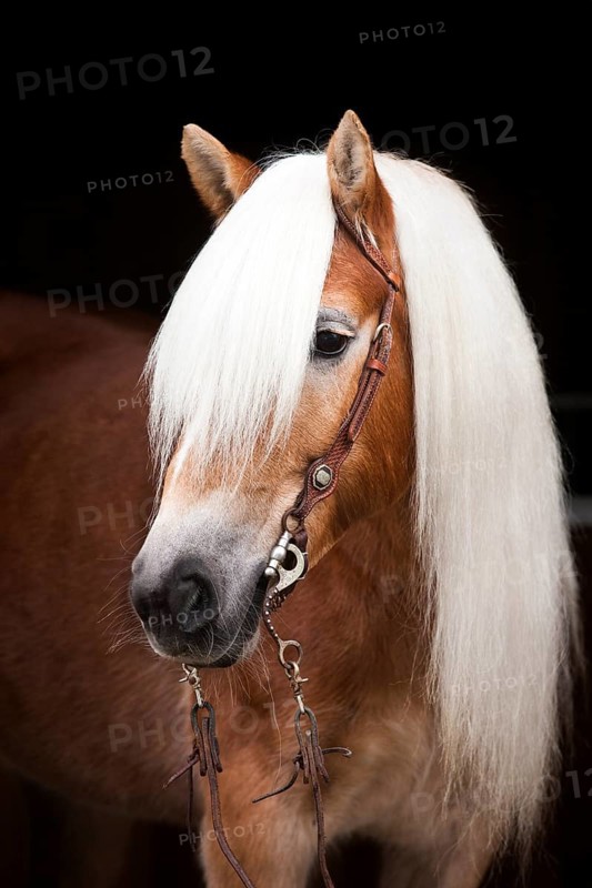 Tyrolean Haflinger with a western bridle