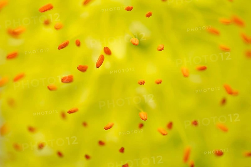 Stamens