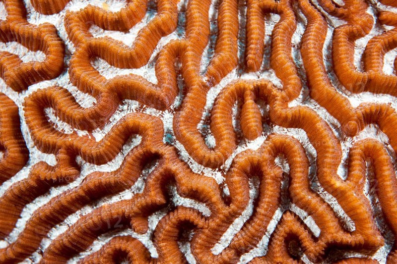 Brain Coral (Leptoria sp.)