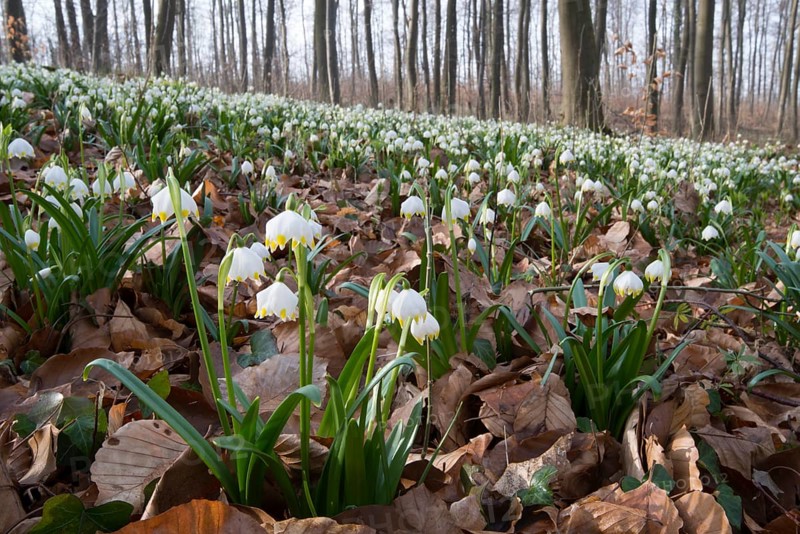 Spring Snowflakes (Leucojum vernum)