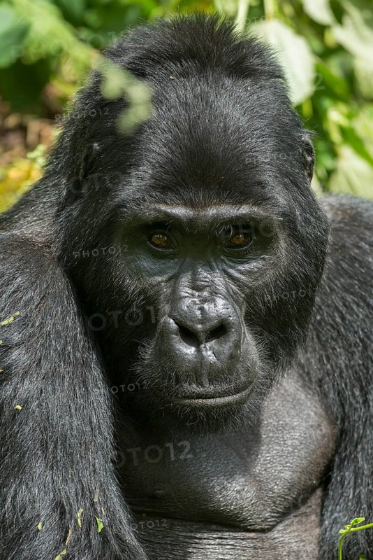 Mountain Gorilla (Gorilla beringei beringei)