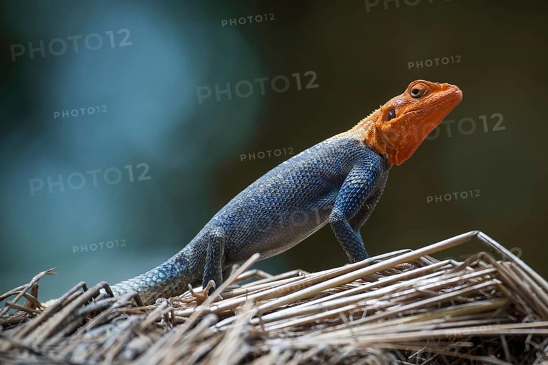 Common Agama (Agama agama)