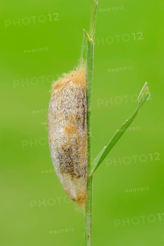 Cocoon