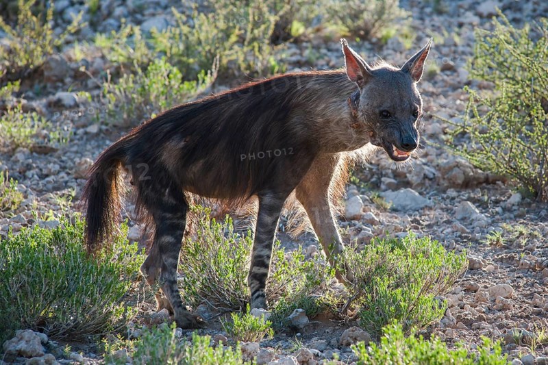Brown Hyena (Parahyaena brunnea)