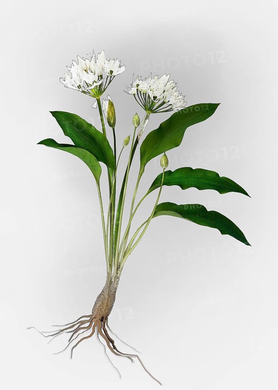 Ramsons or Wild Garlic (Allium ursinum)