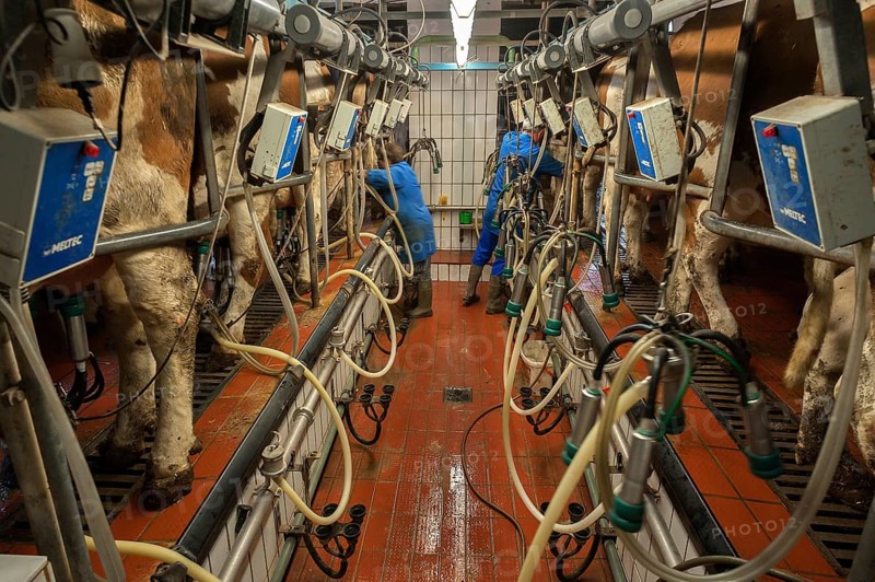 Cows being milked in a herringbone milking parlor