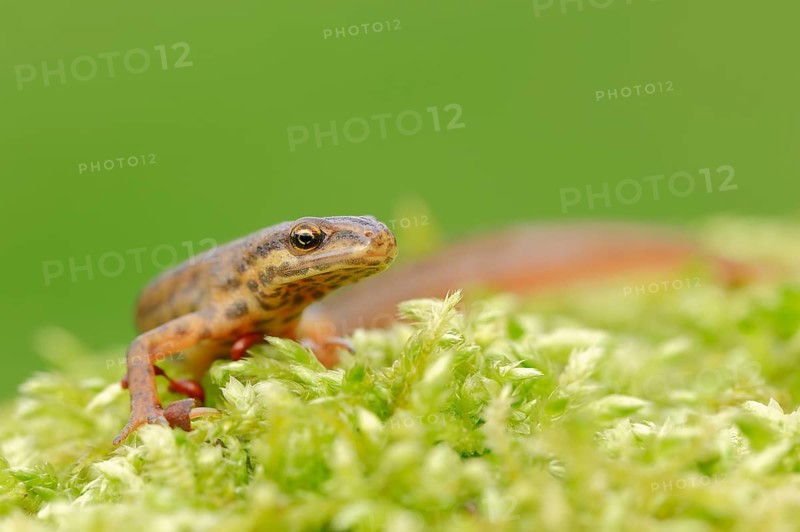 Smooth Newt or Common Newt (Lissotriton vulgaris