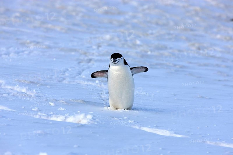Chinstrap Penguin (Pygoscelis antarctica)