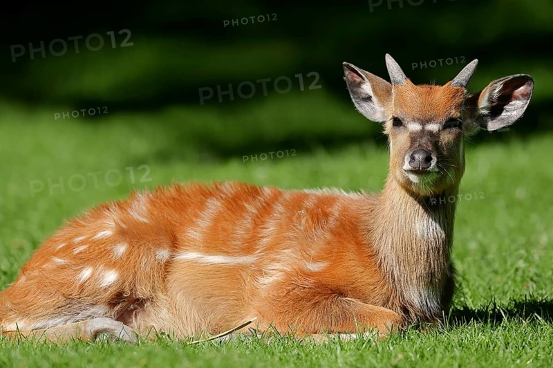 Sitatunga or Marshbuck (Tragelaphus spekii gratus)