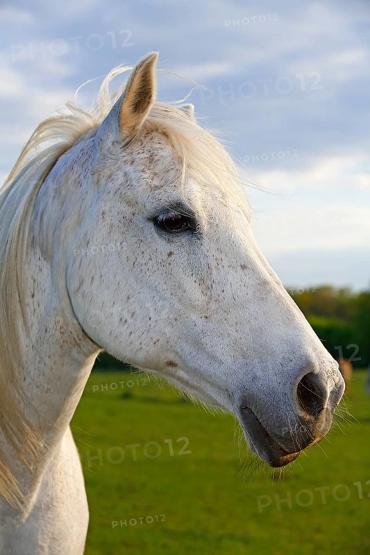 Riding Horse
