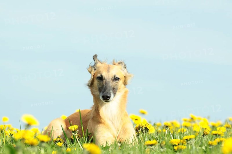 Longhaired Whippet lying on dandelion meadow