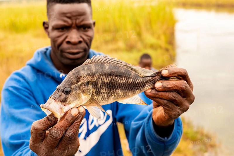 African shows caught fish
