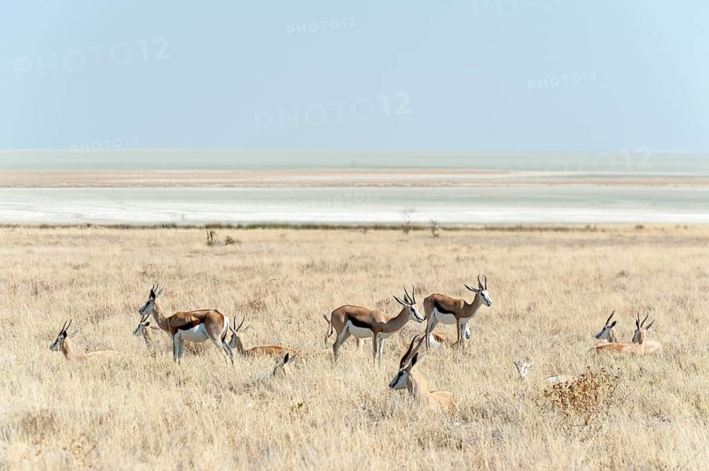Springbok (Antidorcas marsupialis)