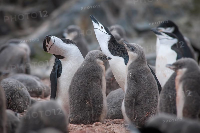 Chinstrap Penguins (Pygoscelis antarcticus)