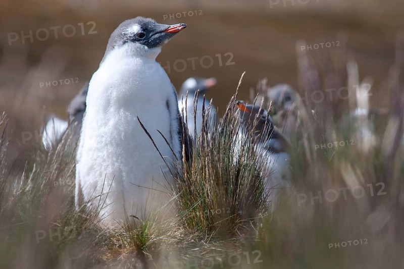 Gentoo Penguin (Pygoscelis papua)