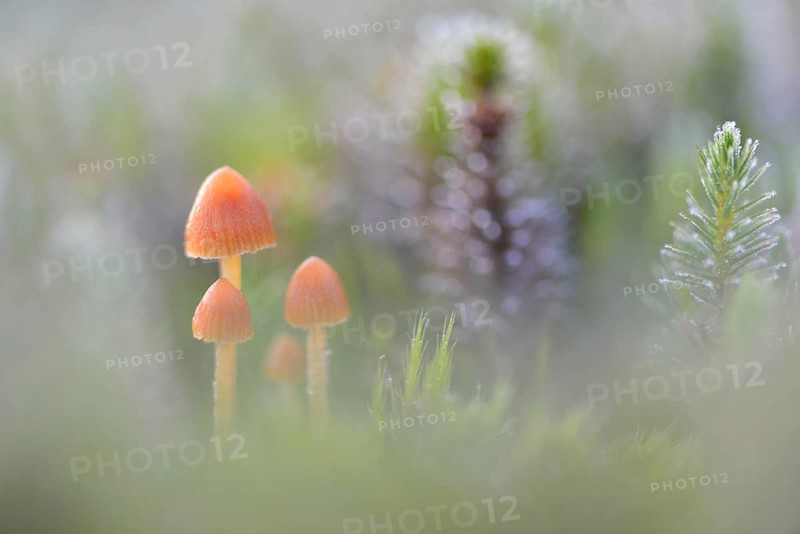 Fluffy-haired Conocybe (Conocybe digitalina)