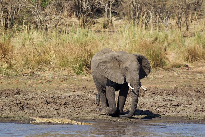 African Elephant (Loxodonta africana)