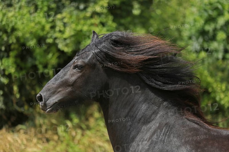 Fell pony