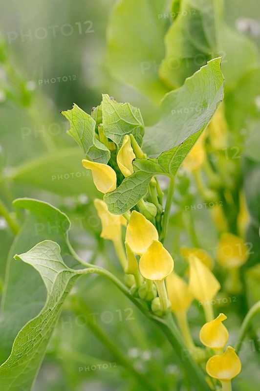 European Birthwort (Aristolochia clematitis)