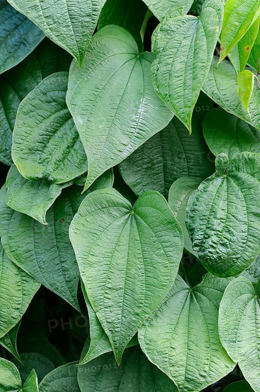 Fourleaf Yam or Wild Yam (Dioscorea villosa)