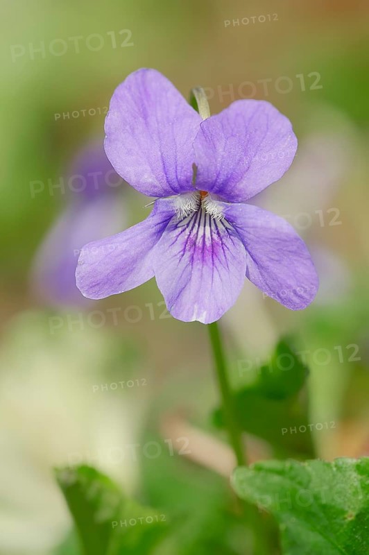 Early Dog-violet (Viola reichenbachiana