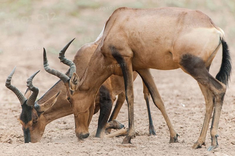 Red Hartebeests (Alcelaphus caama) at a natural salt-lick