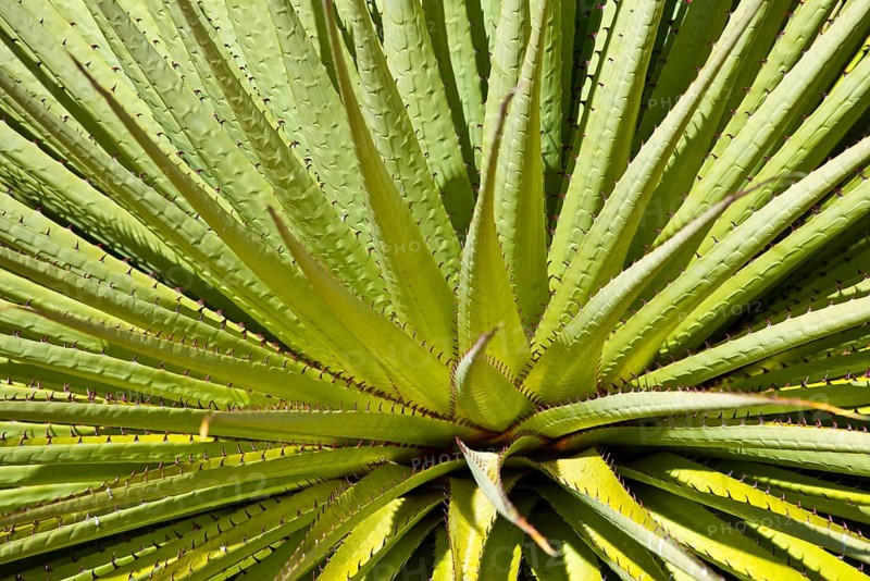 Queen of the Andes or Giant Bromeliad (Puya raimondii)