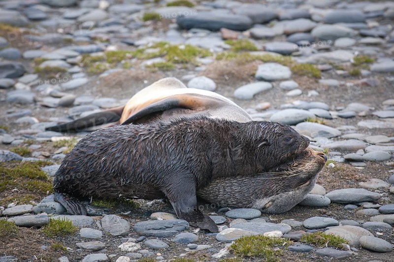 Antarctic Fur Seals (Arctocephalus gazella)