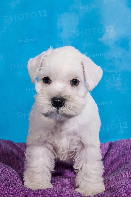 White Miniature Schnauzer