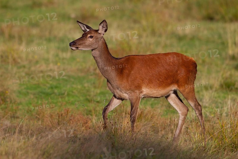 Red Deer (Cervus elaphus)