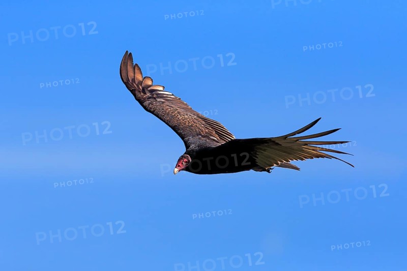 Turkey vulture (Cathartes aura)