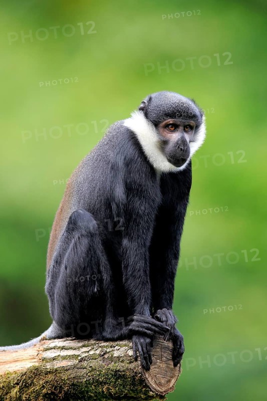 L'Hoest's Monkey (Cercopithecus lhoesti)
