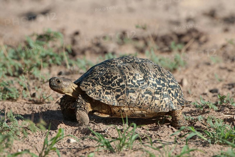Leopard Tortoise (Geochelone pardalis)