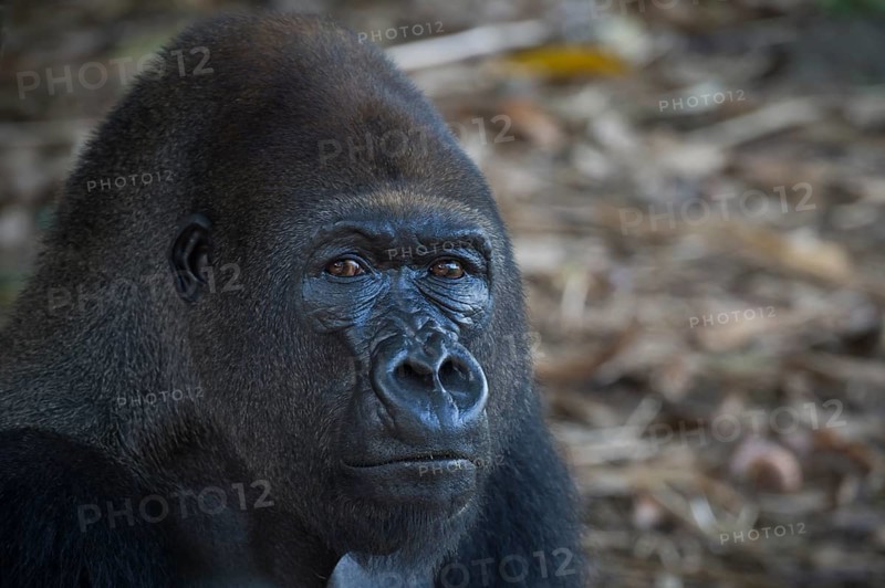 Western Lowland Gorilla (Gorilla gorilla gorilla) in reintroduction enclosure