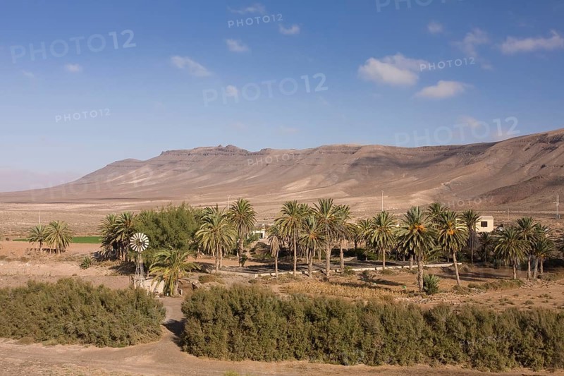 Palm grove with a windmill for pumping water in the mountains near Ajuy