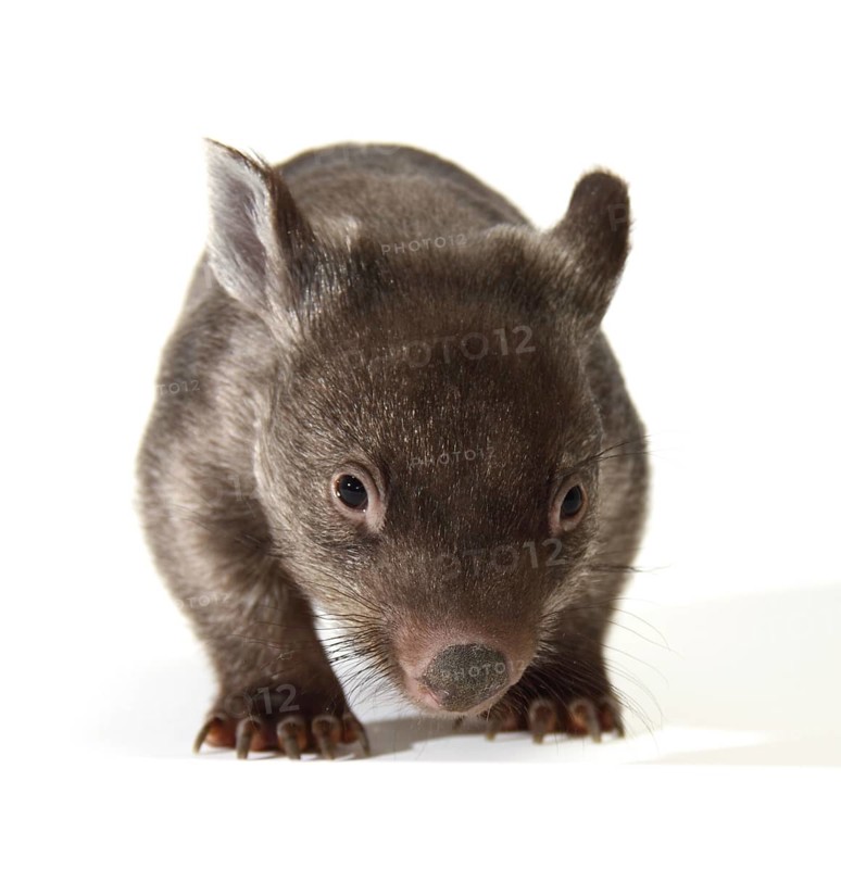 Common Wombat (Vombatus ursinus)