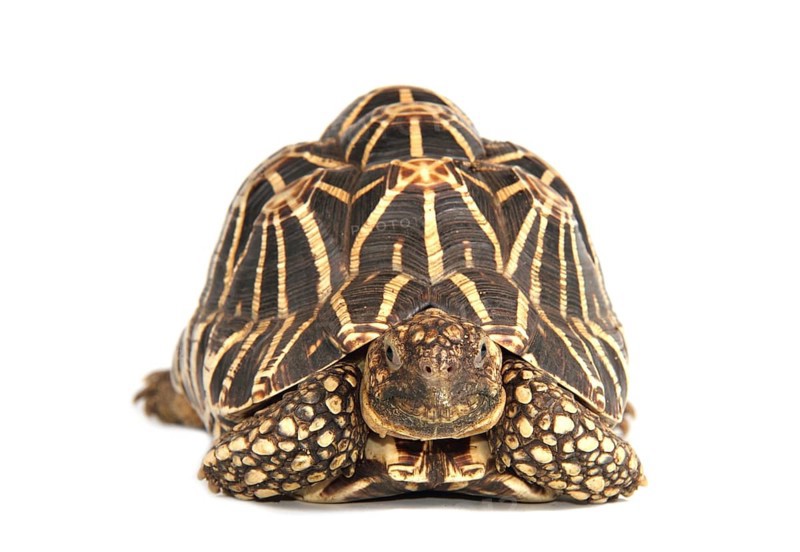 Indian Star Tortoise (Geochelone elegans)