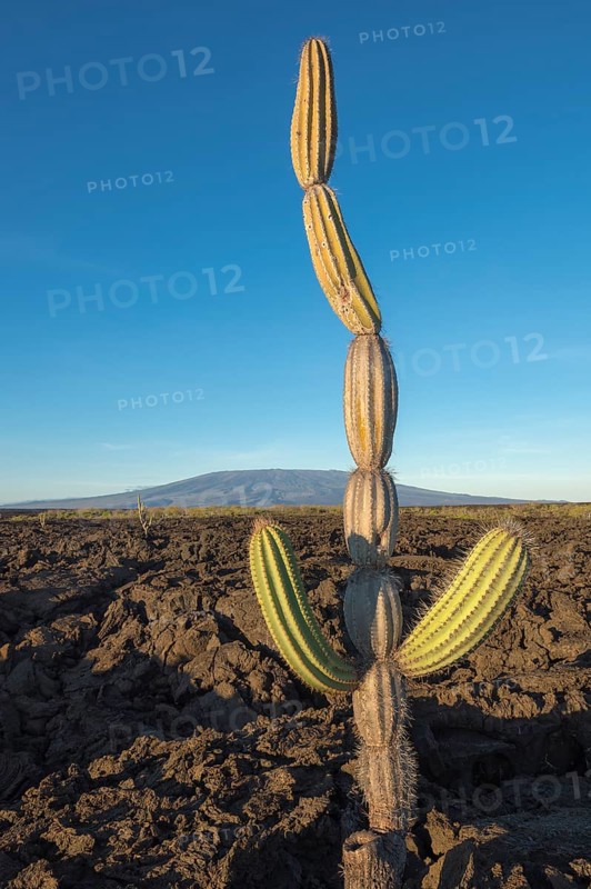 Candelabra Cactus (Jasminocereus thouarsii) in the volcanic landscape of Punta Morena