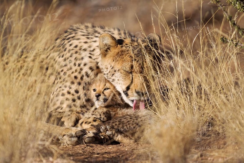 Cheetah (Acinonyx jubatus)