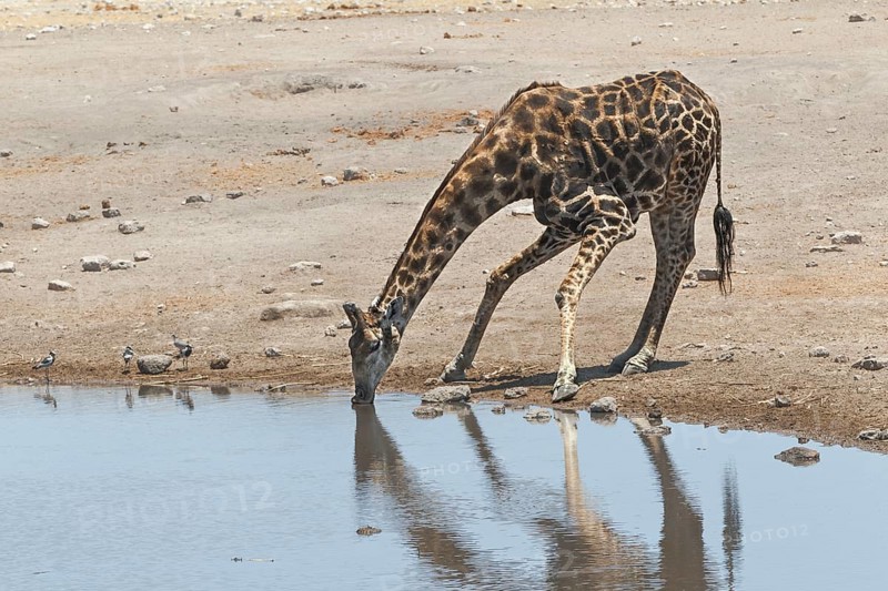 Giraffe (Giraffa camelopardalis)