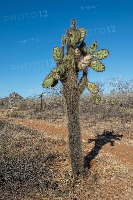 Giant Prickly Pear cactus (Opuntia sp.)