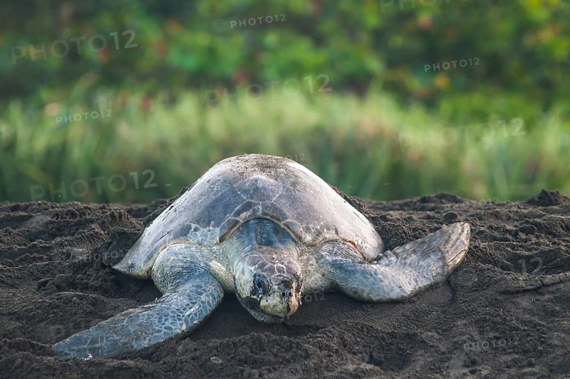 Olive Ridley Sea Turtle (Lepidochelys olivacea) after oviposition